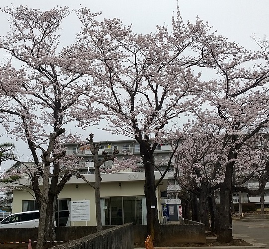 5街区さくら